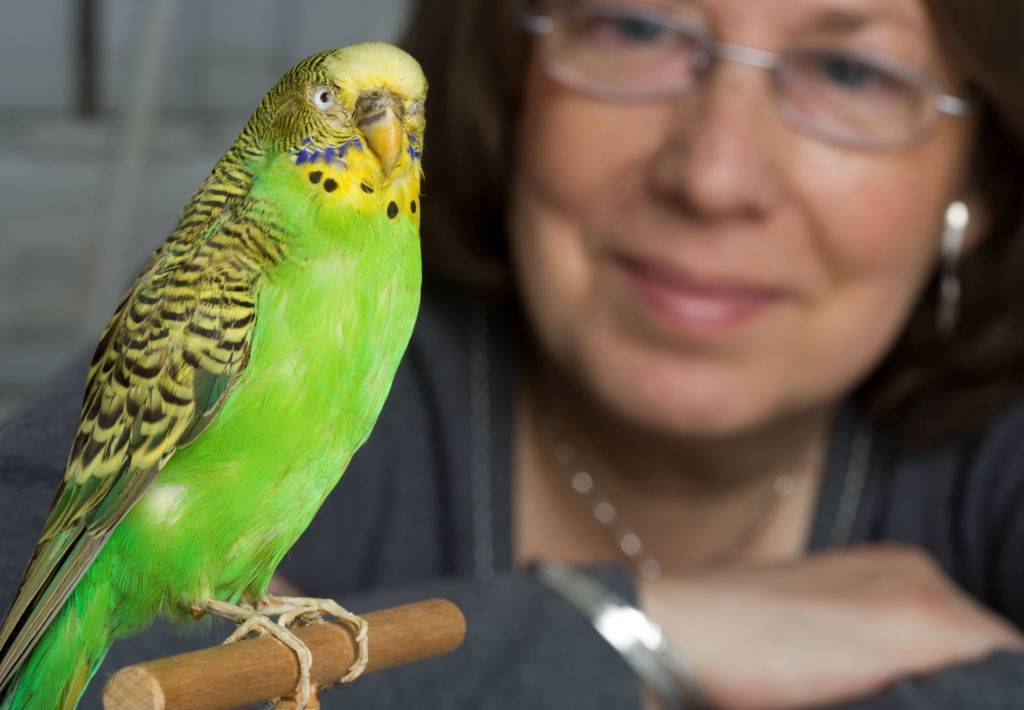Как правильно и быстро научить волнистого попугая разговаривать