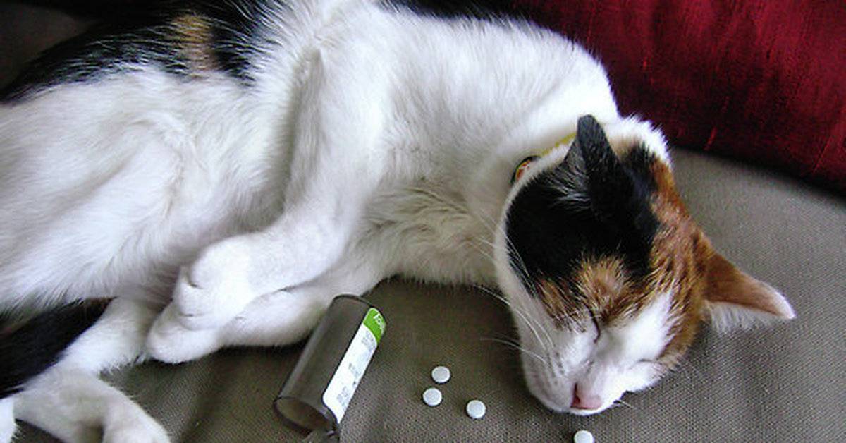 Кошку или кота рвёт: виды рвоты (сухим кормом, жёлтой жидкостью, белой пеной и другие), причины, лечение в домашних условиях