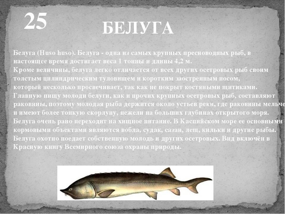 Белуга (рыба): описание и фото