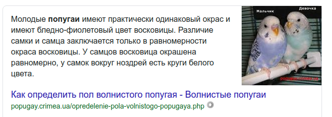 Как определить пол попугаев: волнистого, кореллы и других