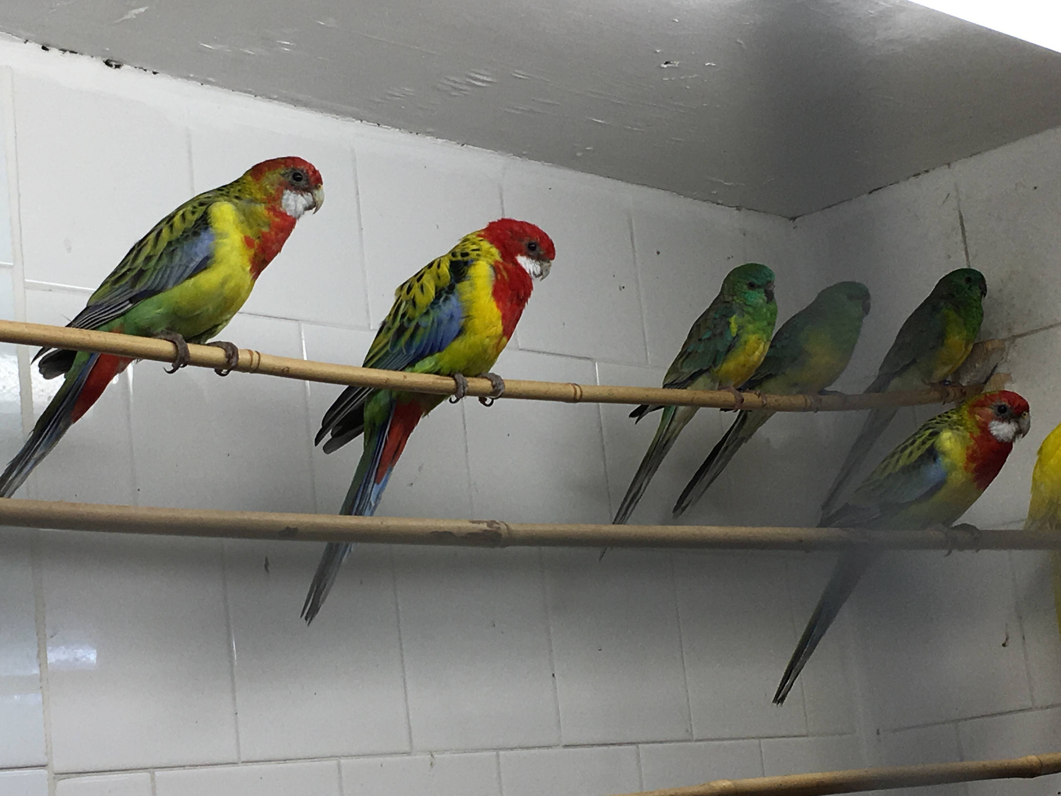 Разновидности попугая розелла, содержание его в домашних условиях, красные и пестрые розеллы