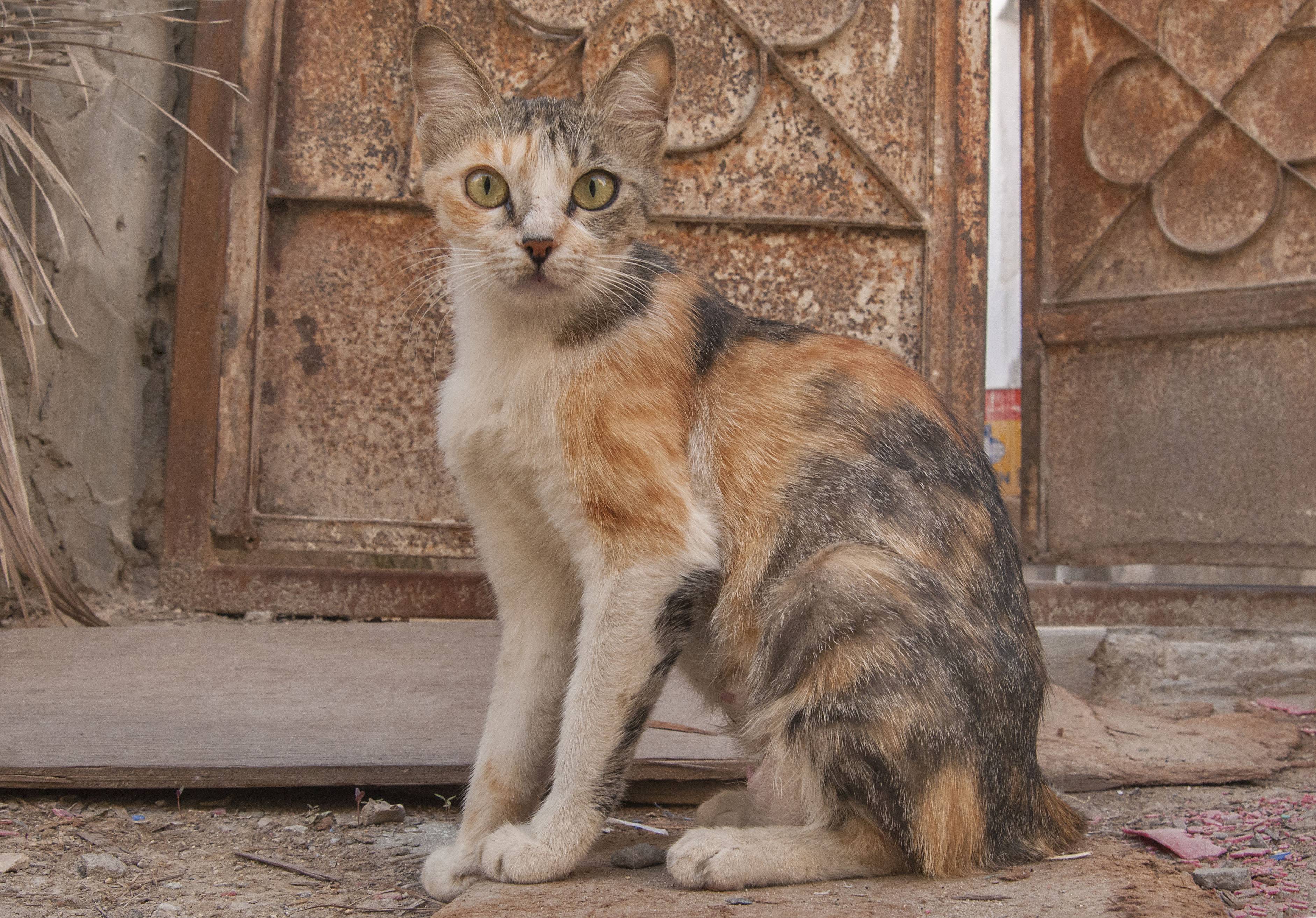 Шартрез - описание, характер и условия содержания кошек монахов-картезианцев