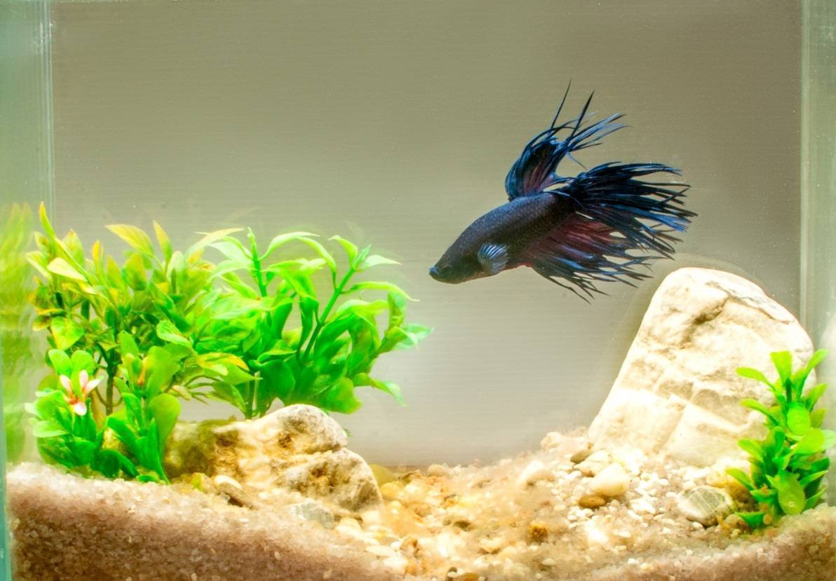 Маленький аквариум (мини, небольшой, 5, 10 литров): рыбки, как ухаживать, с одной рыбкой, оформление, дизайн, растения, уход, лампа, обогреватель - kotiko.ru