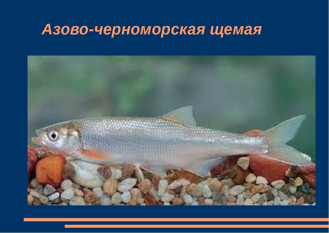 Шамайка рыба царская: описание внешнего вида, образа её жизни, размножение и фото