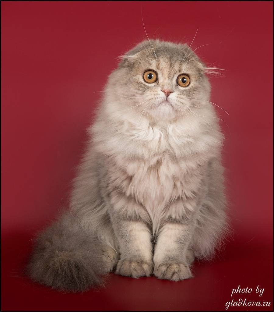 Хайленд фолд: порода шотландских вислоухих кошек с длинной шерстью