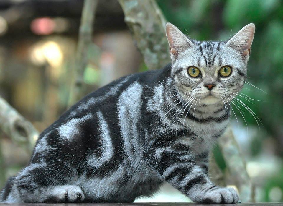 Американская порода короткошерстных кошек: внешний вид, окрас, характер и уход