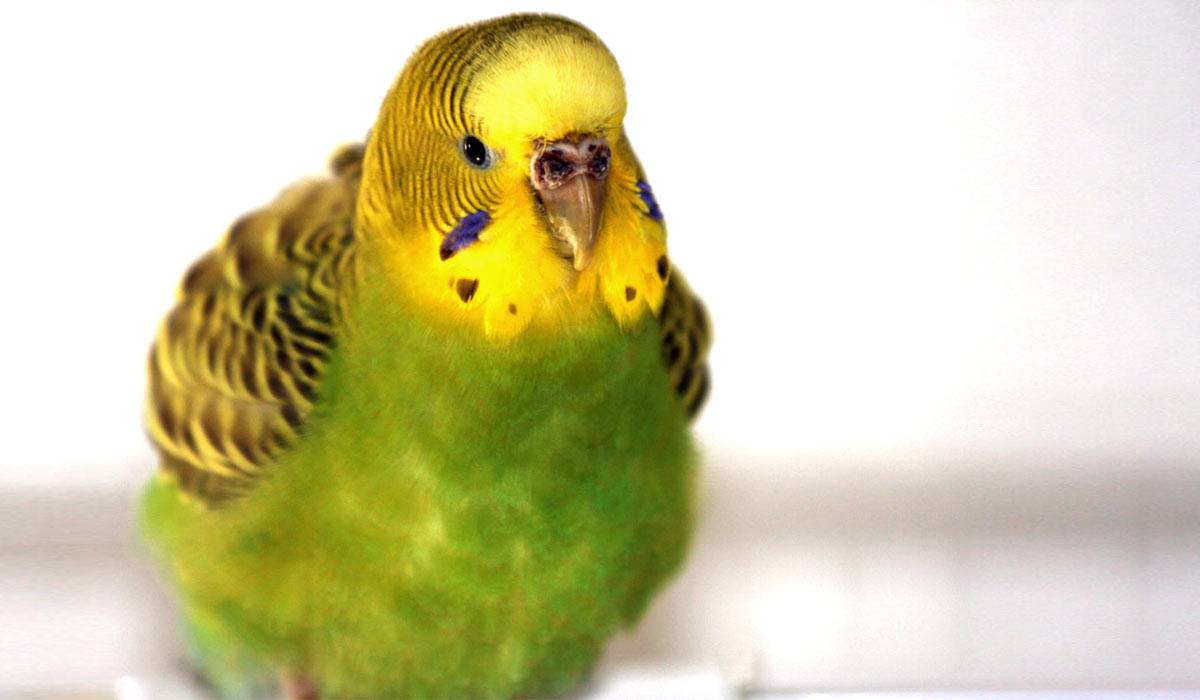 Болезни волнистых попугайчиков фото симптомы и лечение