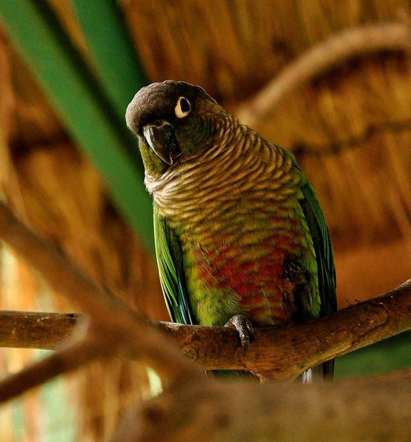ᐉ травяной попугай: глянцевый и лазурный попугайчик - уход и содержание - zoogradspb.ru