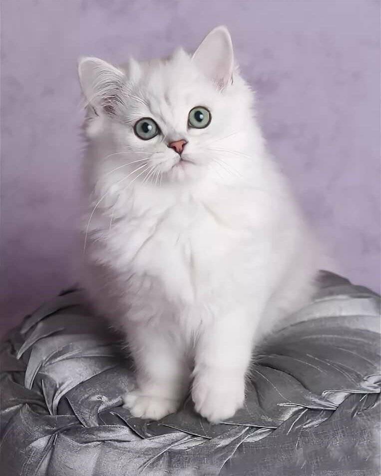 Порода кошек бурмилла, описание характера и повадок, фото аристократов