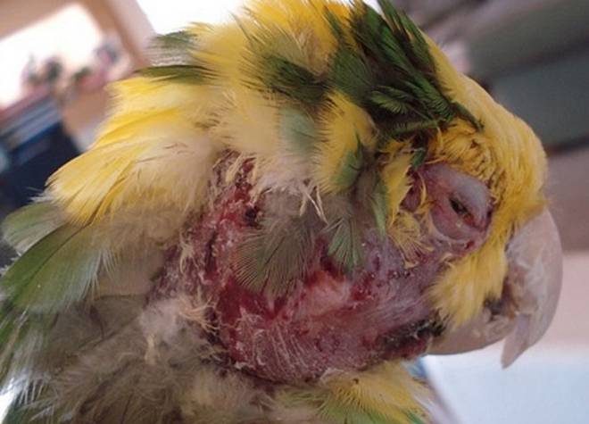 Почему у попугая выпадают перья и что делать?