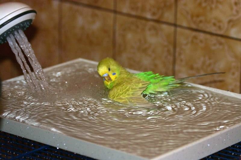 Сколько времени попугай может прожить без воды и еды