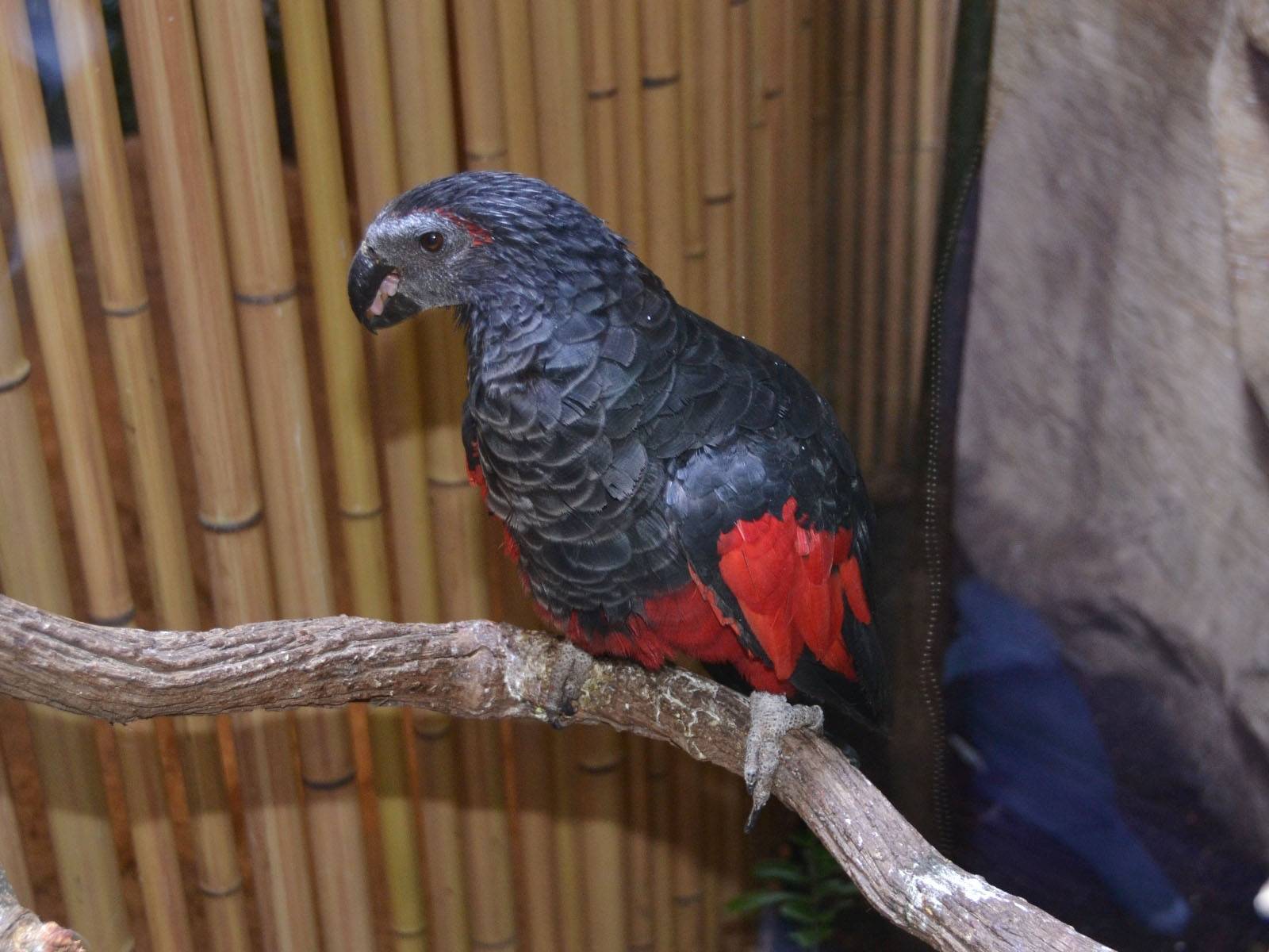 Величественная птица с названием «Грифовый попугай»