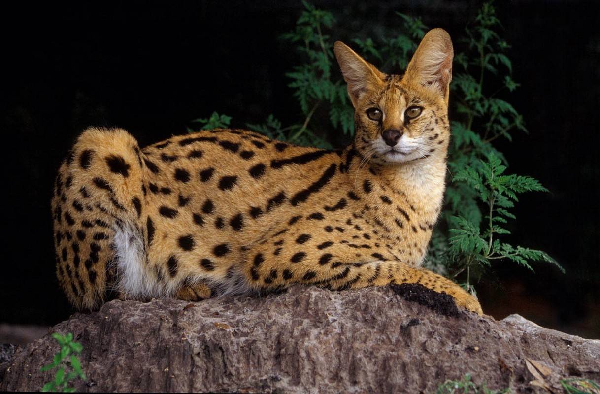 Сервал – кошка родом из африки, описание породы, особенности ухода, воспитания и кормления