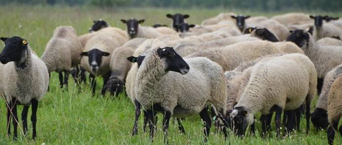 Особенности разведения романовской породы овец