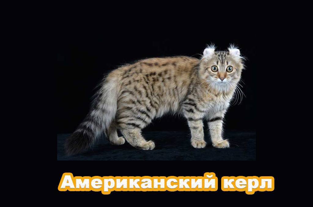 ᐉ американский кёрл - описание пород котов - ➡ motildazoo.ru