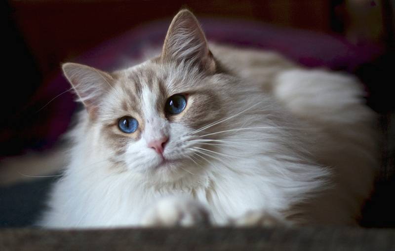 Охос азулес (голубоглазка): обзор новой породы кошек с фото и видео