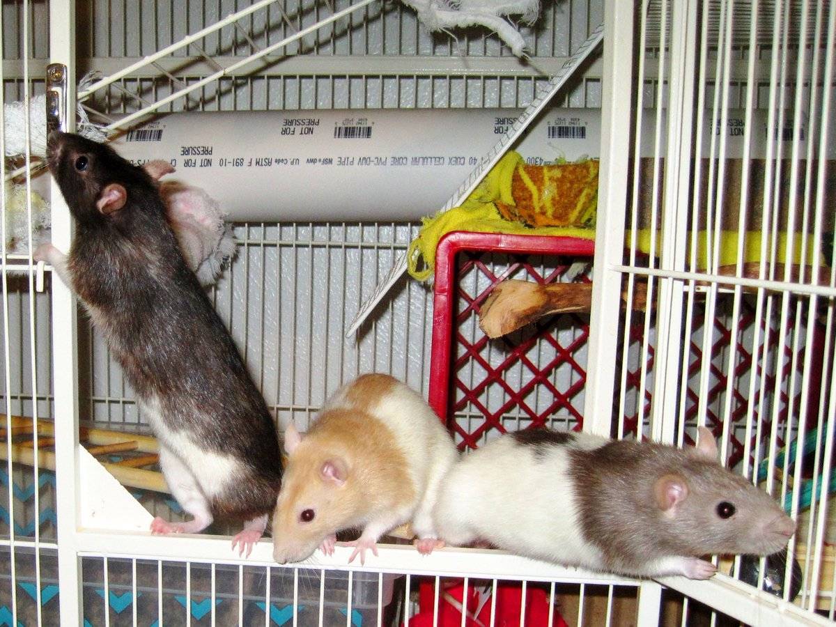 Декоративная крыса дамбо : содержание и уход, кормление и запрещенные продукты - мир домашних животных