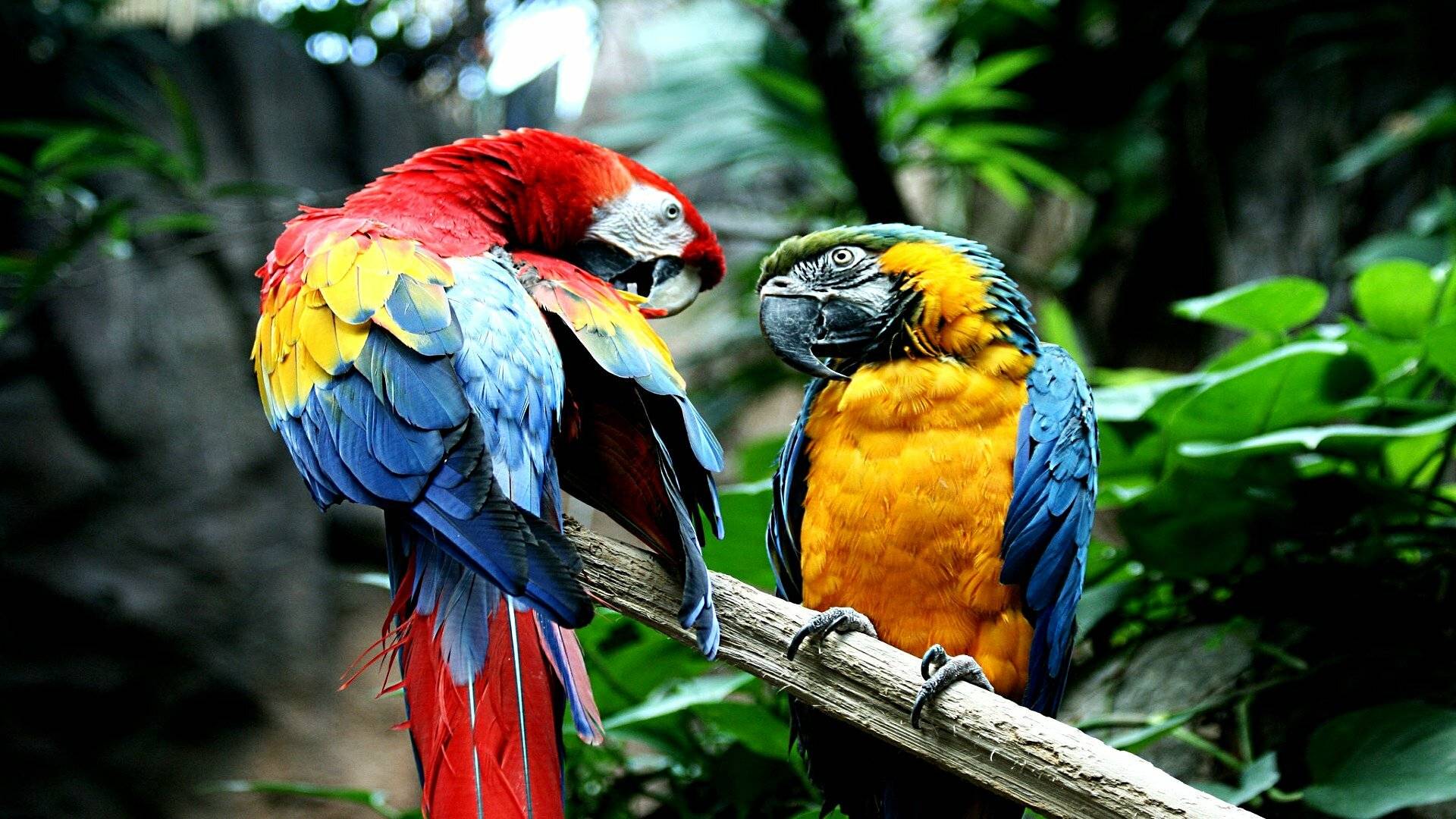 Cколько живут попугаи: волнистые, корелла, жако, ара, неразлучники