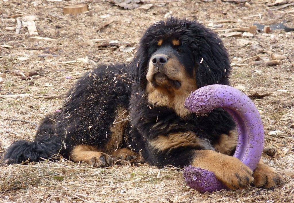 Тибетский мастифф: фото породы собак, характер и основные характеристики