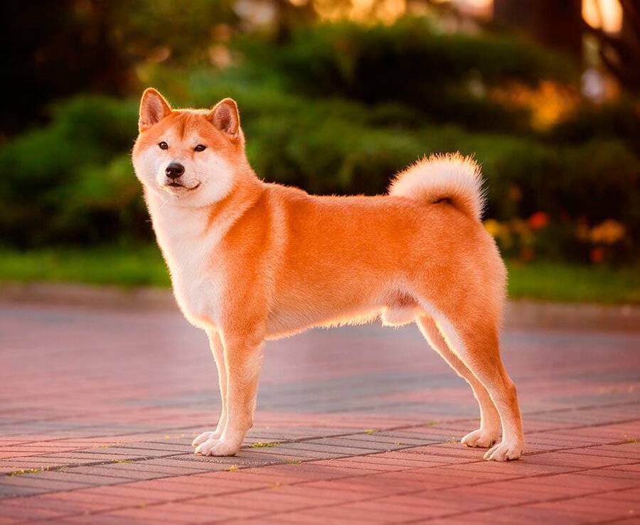 Акита ину: описание и характер собаки, отзывы владельцев | medeponim.ru