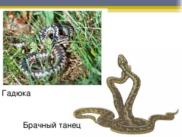 Размножение змей – физиология, спаривание, вынашивание