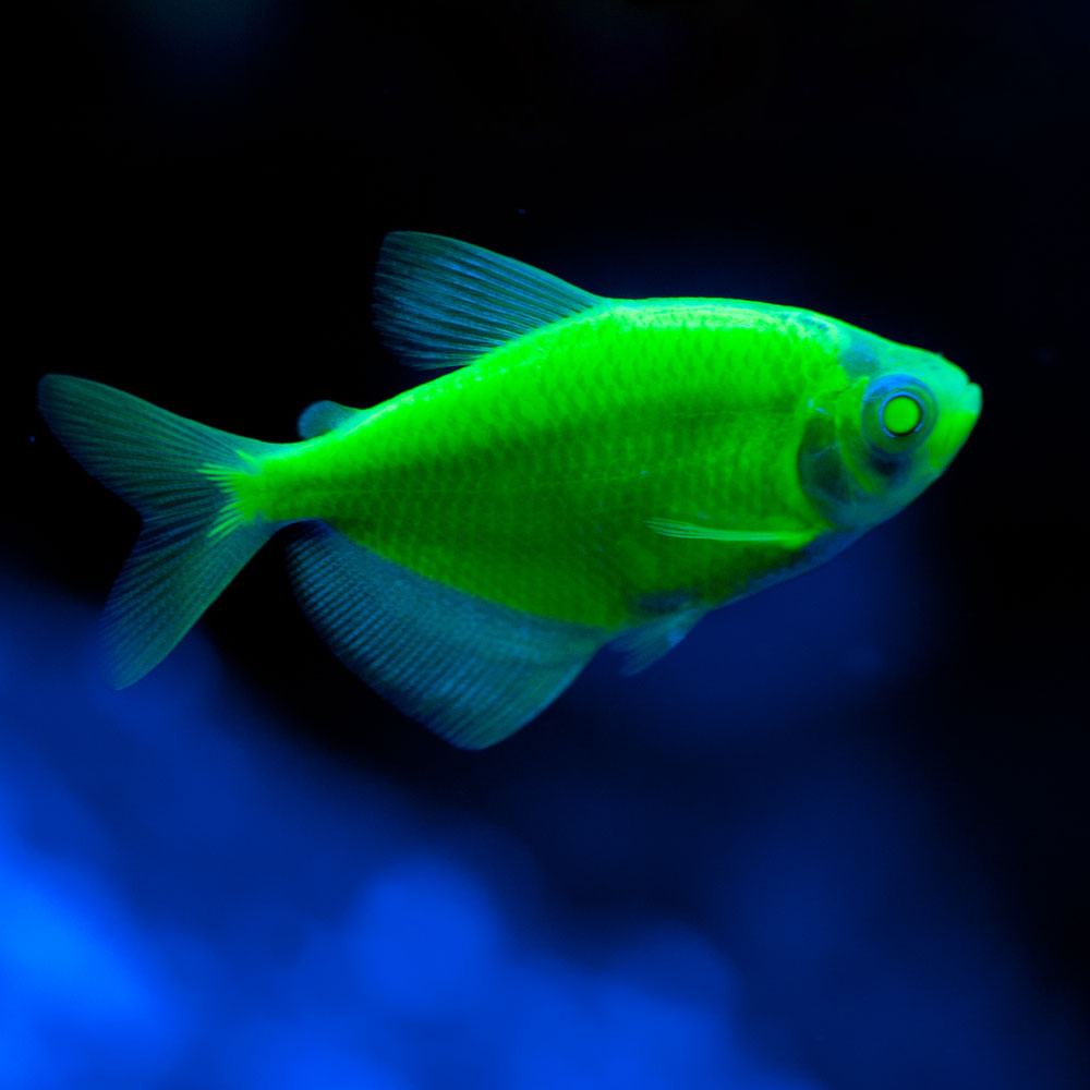 Светящиеся (флуоресцентные) аквариумные рыбки. glofish