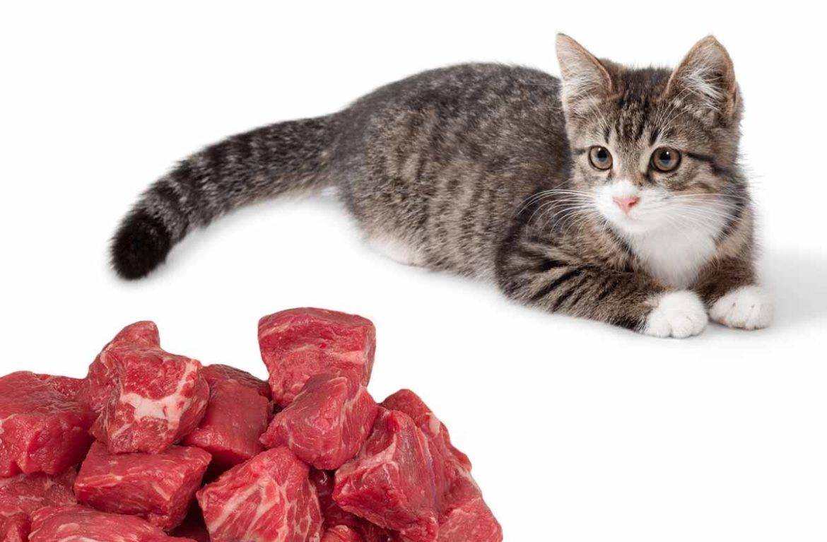 Можно ли кошке сырое мясо: виды, какое можно и нельзя, как правильно кормить кошку мясом