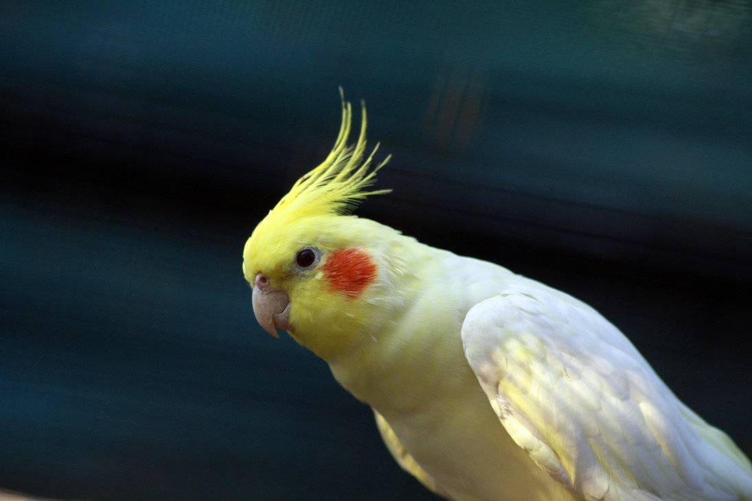 Как научить говорить попугая кореллу: разговаривают или нет, сколько слов может выучить попугай-мальчик и попугай-девочка