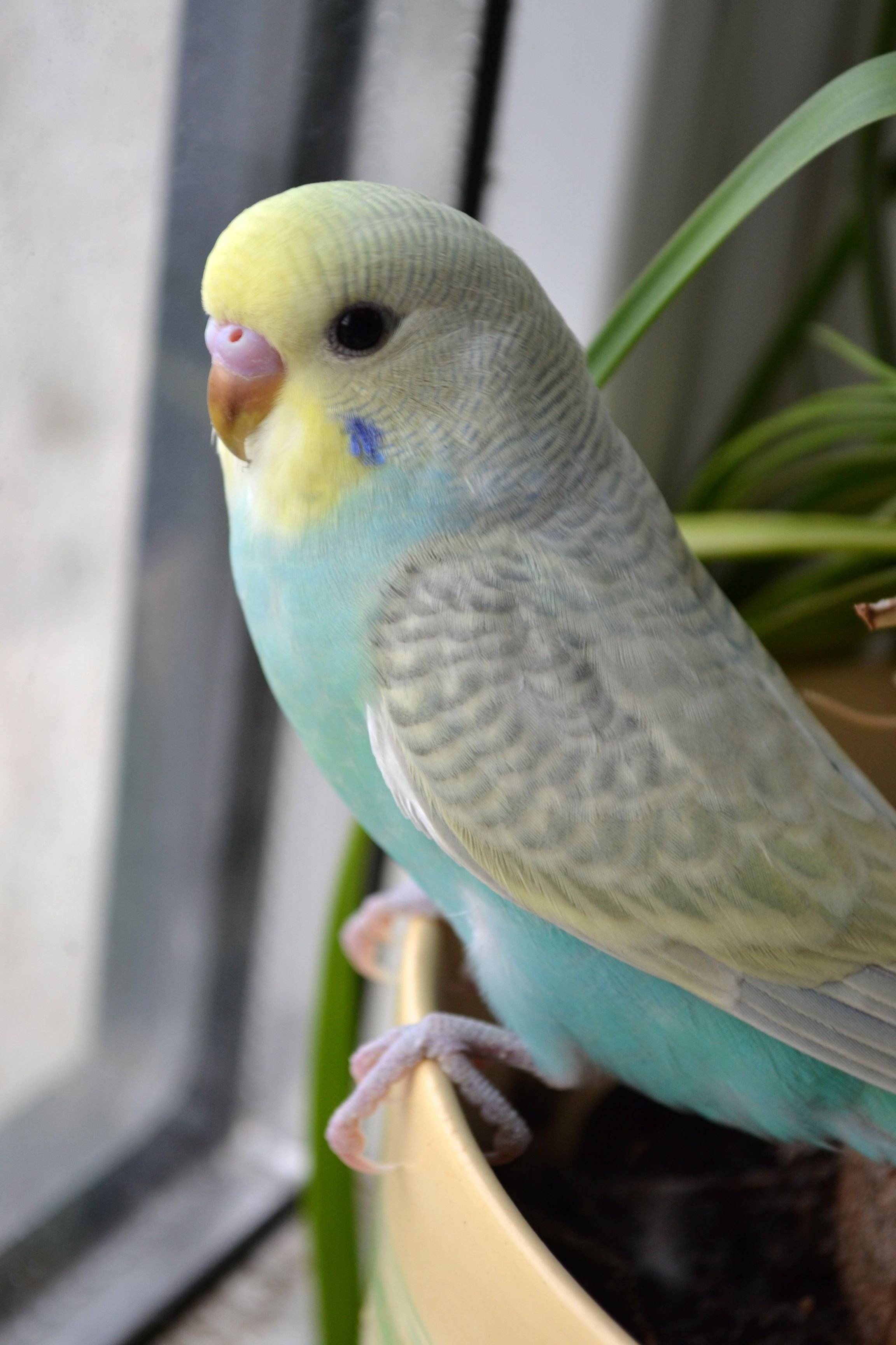 Самые маленькие попугаи в мире: топ 4, информация о видах и фото