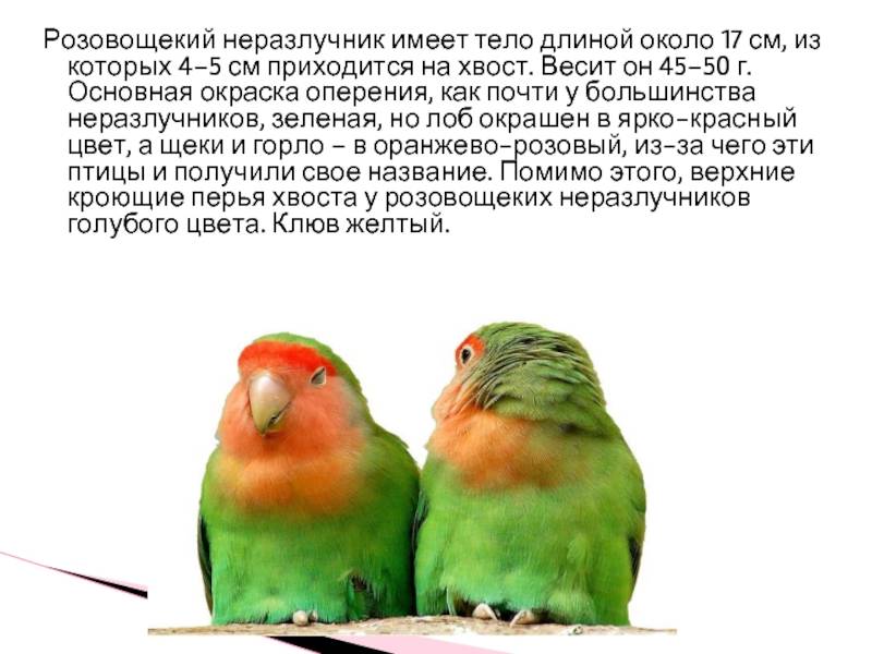 Попугаи-неразлучники