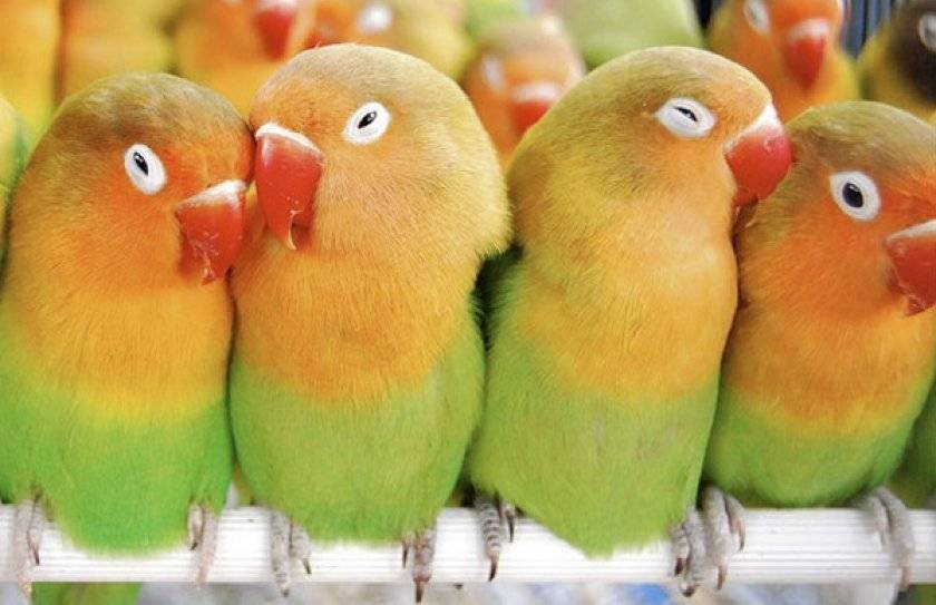 Срок жизни попугаев неразлучников в домашних условиях и на воле