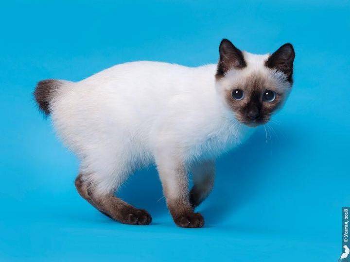 Скиф-той-боб: описание породы кошек, фото и видео материалы, отзывы о породе