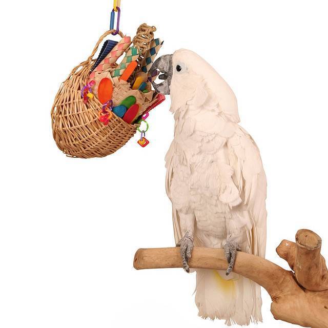 Игрушки для волнистых попугаев: как сделать своими руками и как играть