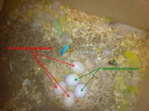 Разведение корелл в домашних условиях: цикл размножения, советы и рекомендации