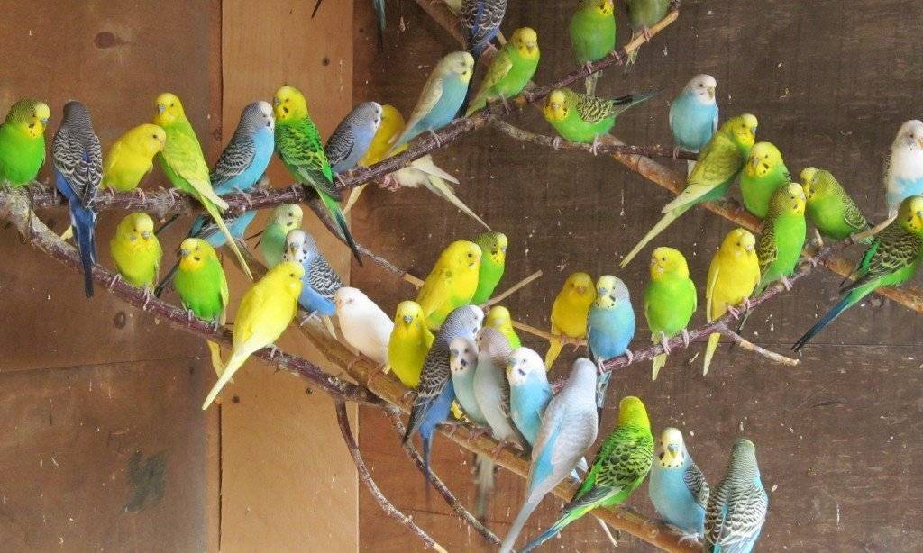 Особенности разведения волнистых попугаев