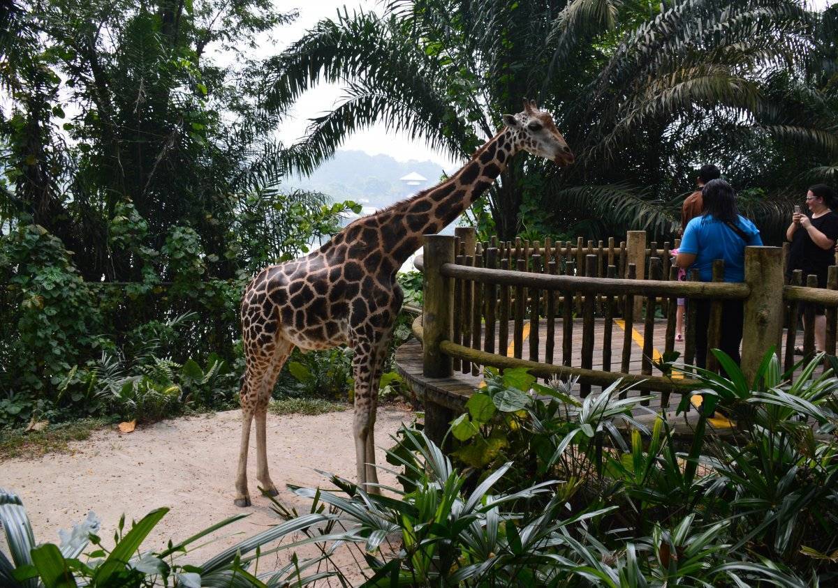 Самые удивительные зоопарки мира и их обитатели