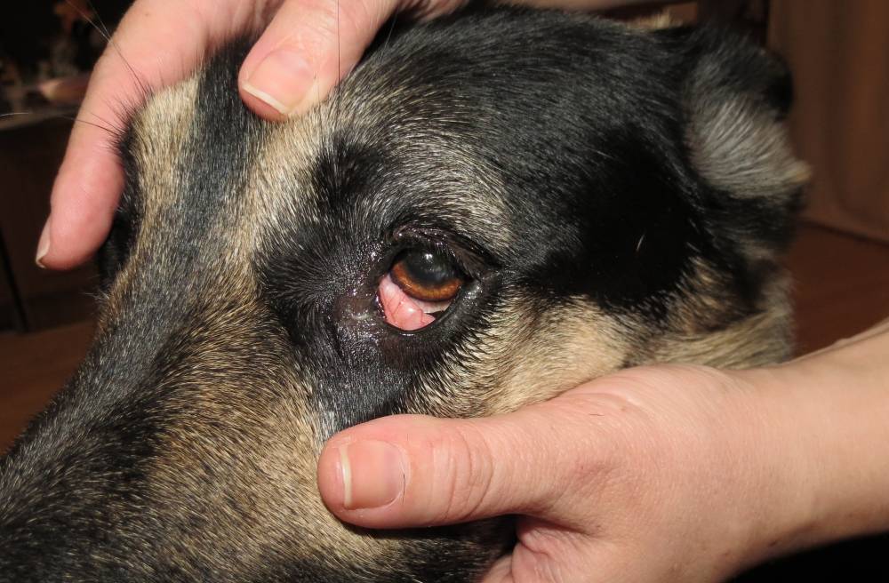 Глаза опухли у собаки: причины, первая помощь, лечение