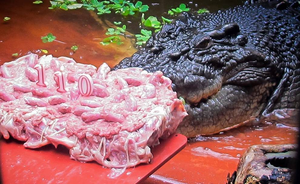 13 самых больших и маленьких крокодилов мира