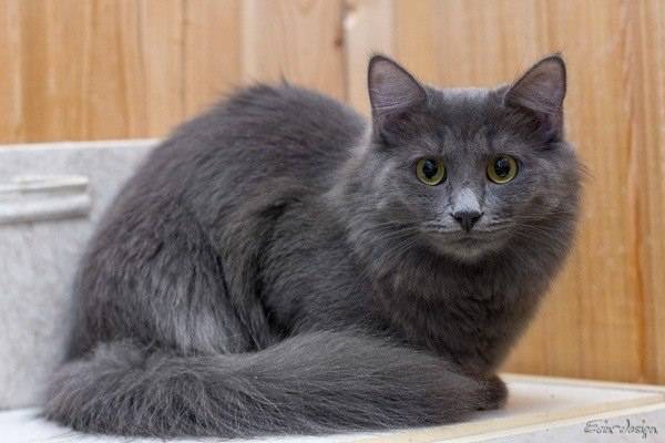 Нибелунг - кошка с особым характером. описание и фото