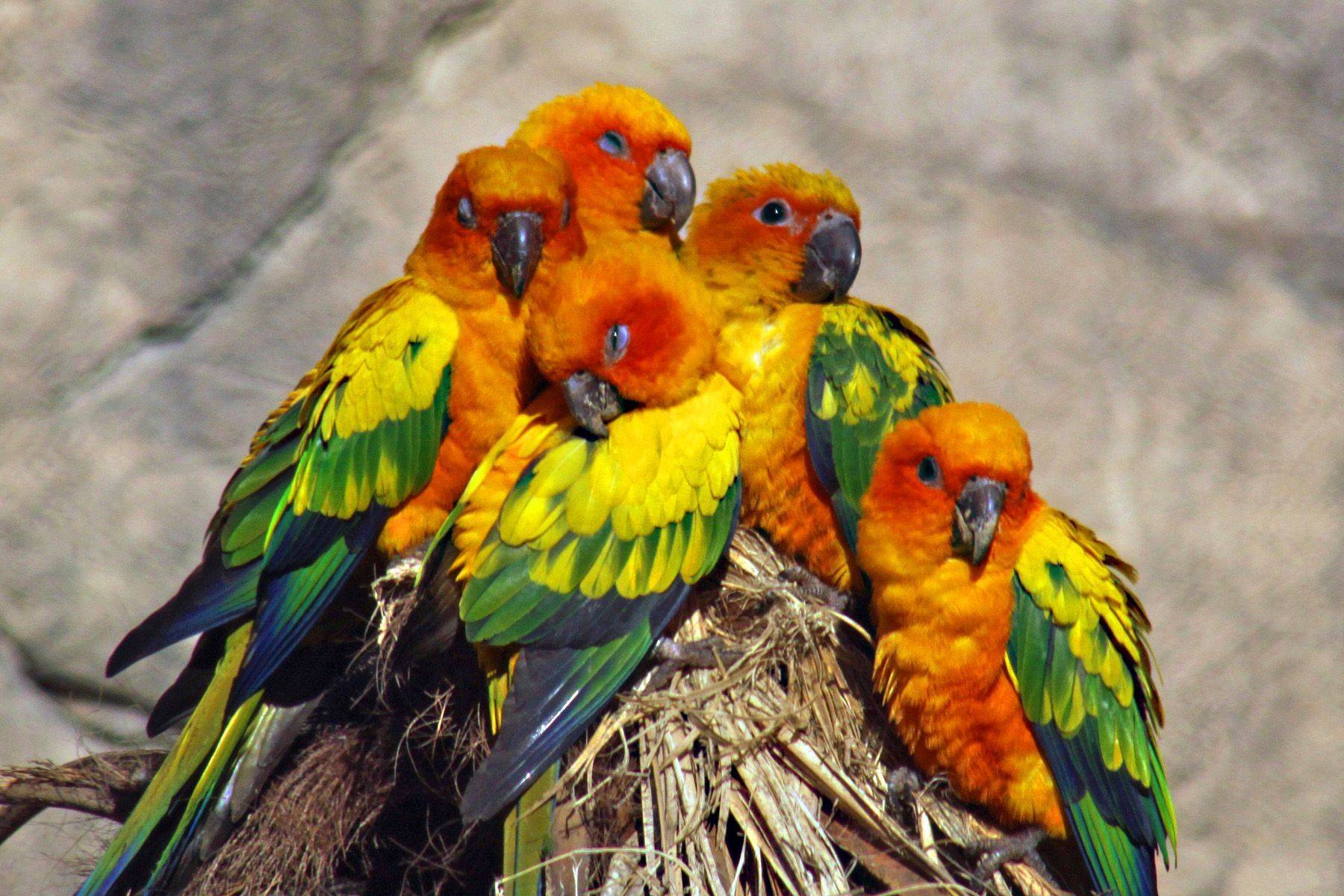 Попугай аратинга. образ жизни и среда обитания попугая аратинга