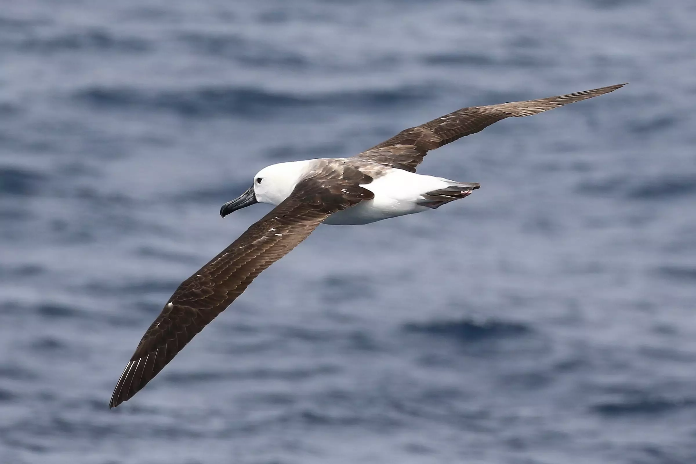 Альбатрос птица. описание, особенности, образ жизни и среда обитания альбатроса