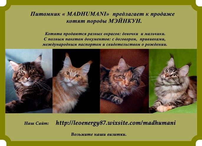 Метис мейн-куна: помесь с обычной, сибирской кошкой и британцем - kotiko.ru