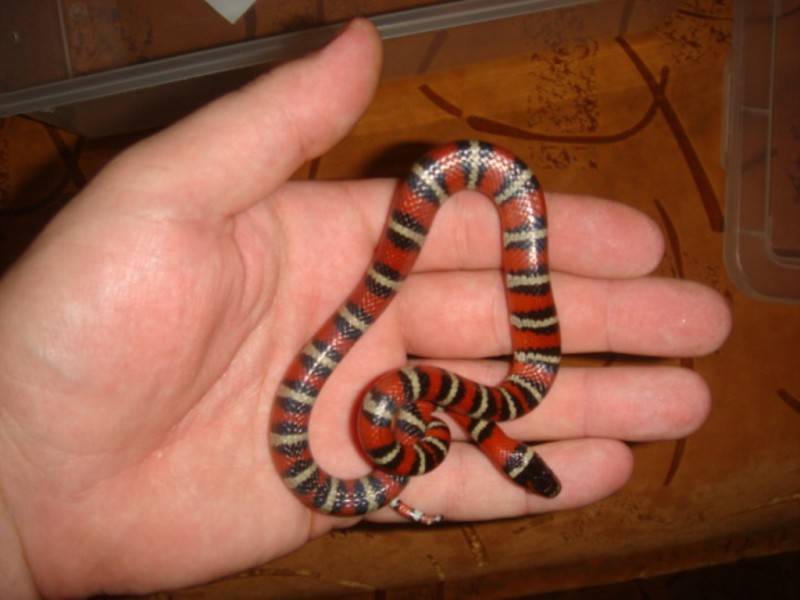 Мексиканская черная королевская змея - mexican black kingsnake - abcdef.wiki