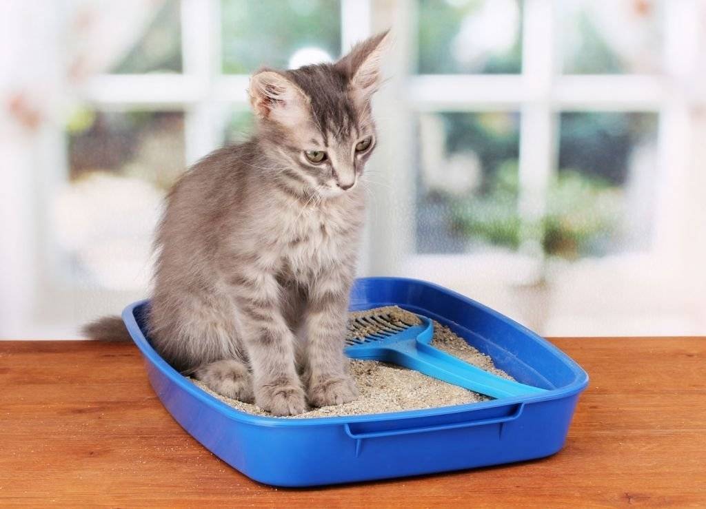 Как ухаживать за котенком 1.5 месяца – котята уход