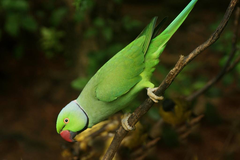 Сливоголовый или красноголовый кольчатый попугай | мир животных и растений