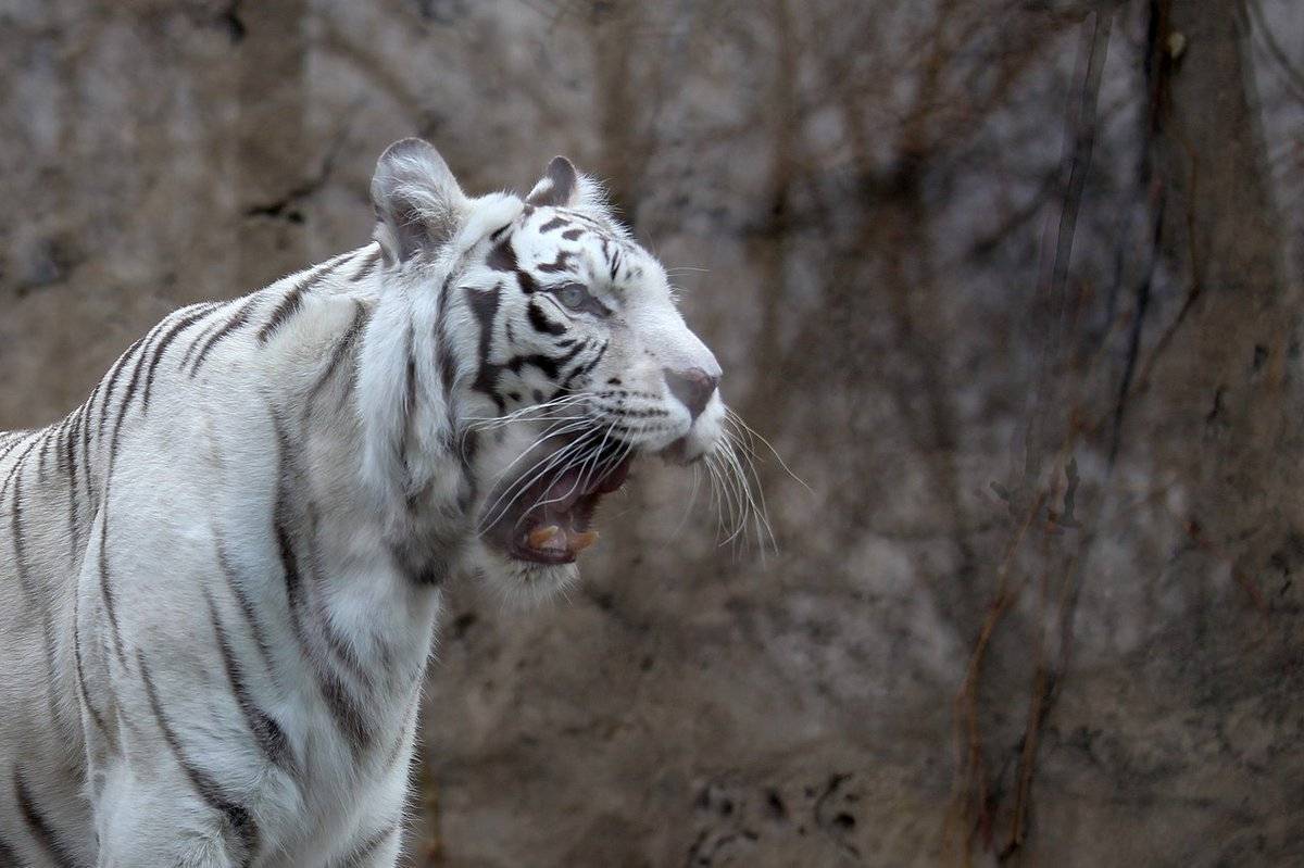 Тигры: описание, виды с фото, чем питаются, размножение
