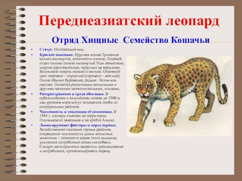Переднеазиатский леопард – фото, описание, ареал, рацион, враги, популяция