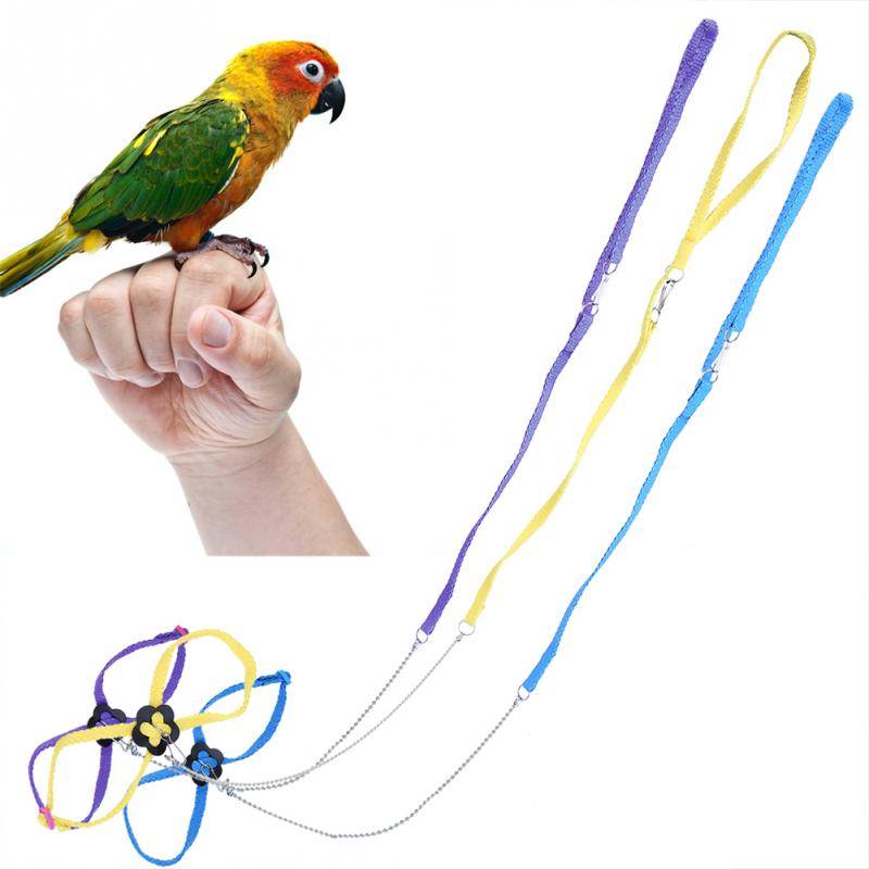Шлейка для попугаев: зачем нужна и как сделать своими руками
