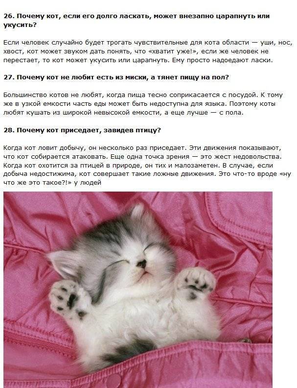 Интересные факты о кошках для детей и взрослых: познавательное о наших усатых питомцах