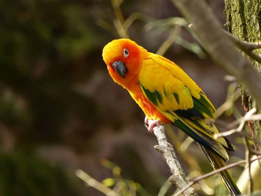 Удивительные факты о попугаях
